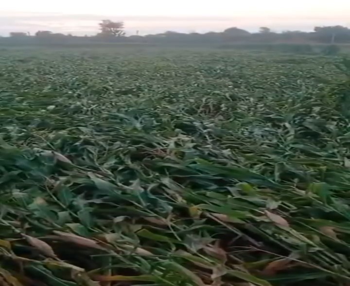మొక్కజొన్న రైతులకు భారీ నష్టం