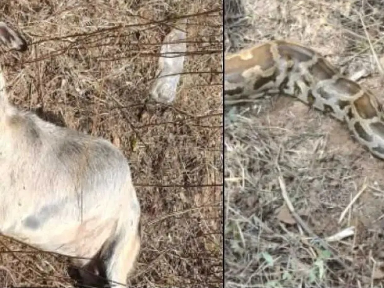 కొండచిలువ దాడిలో గొర్రె మృతి