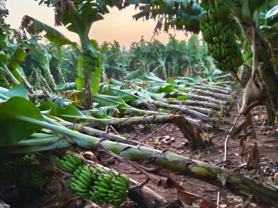 ఆకాల వర్షం.. భారీగా దెబ్బతిన్న పంటలు