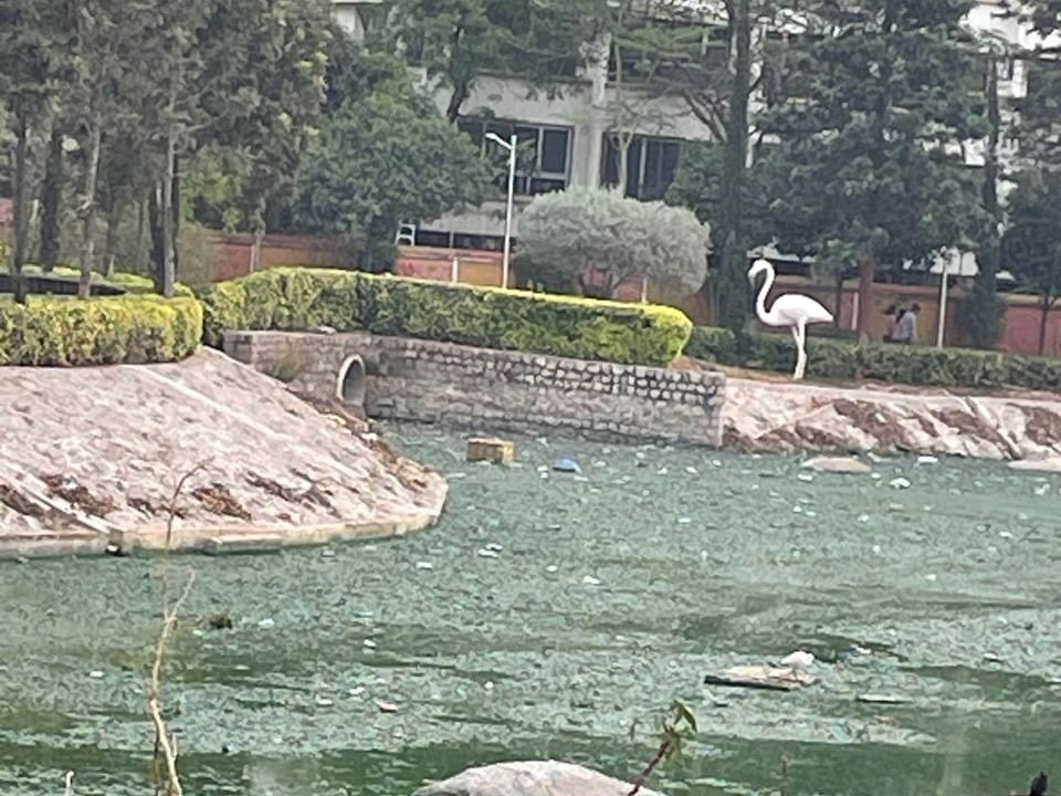 దుర్గం చెరువులో దుర్గంధ భరితపు వాసన..!