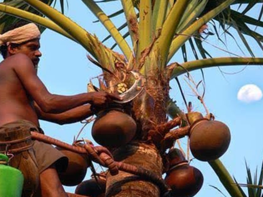 నీరా ప్రాసెసింగ్ యూనిట్‌పై టెండర్ ప్రకటన