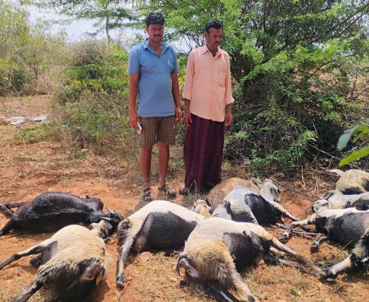 ‘గొర్రెల పెంపకం దారులకు ఆర్థిక సహకారం అందించాలి’