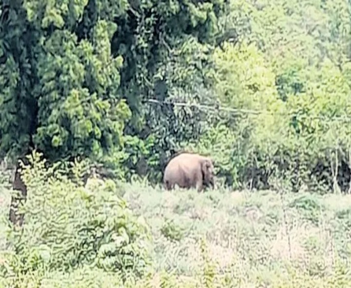 రామకుప్పంలో హడలెత్తిస్తున్న ఒంటరి ఏనుగు