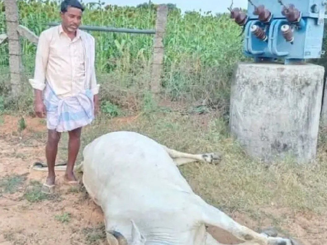 కరెంట్ షాక్‌తో ఆవు మృతి
