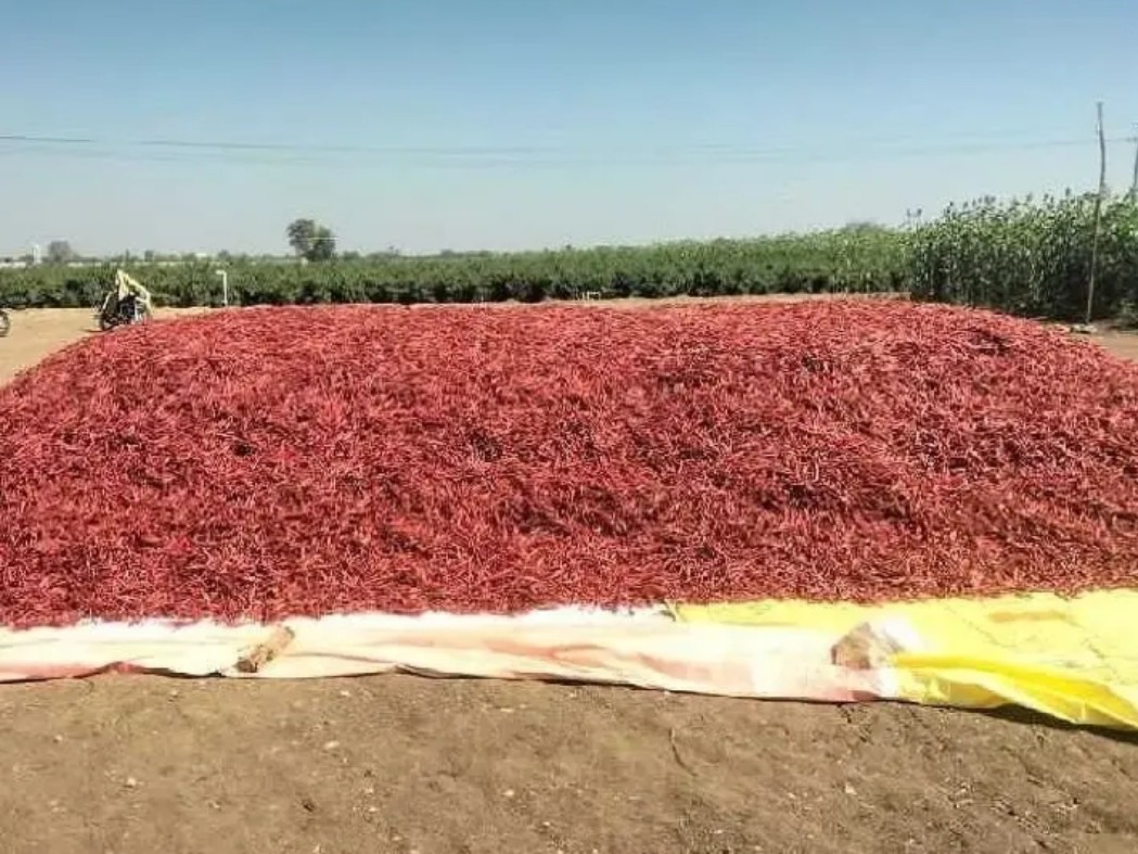 ఘాట్టెక్కిన మిర్చి ధర