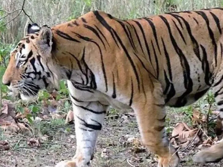 హమ్మయ్య.. పులి వెళ్లిపోయింది