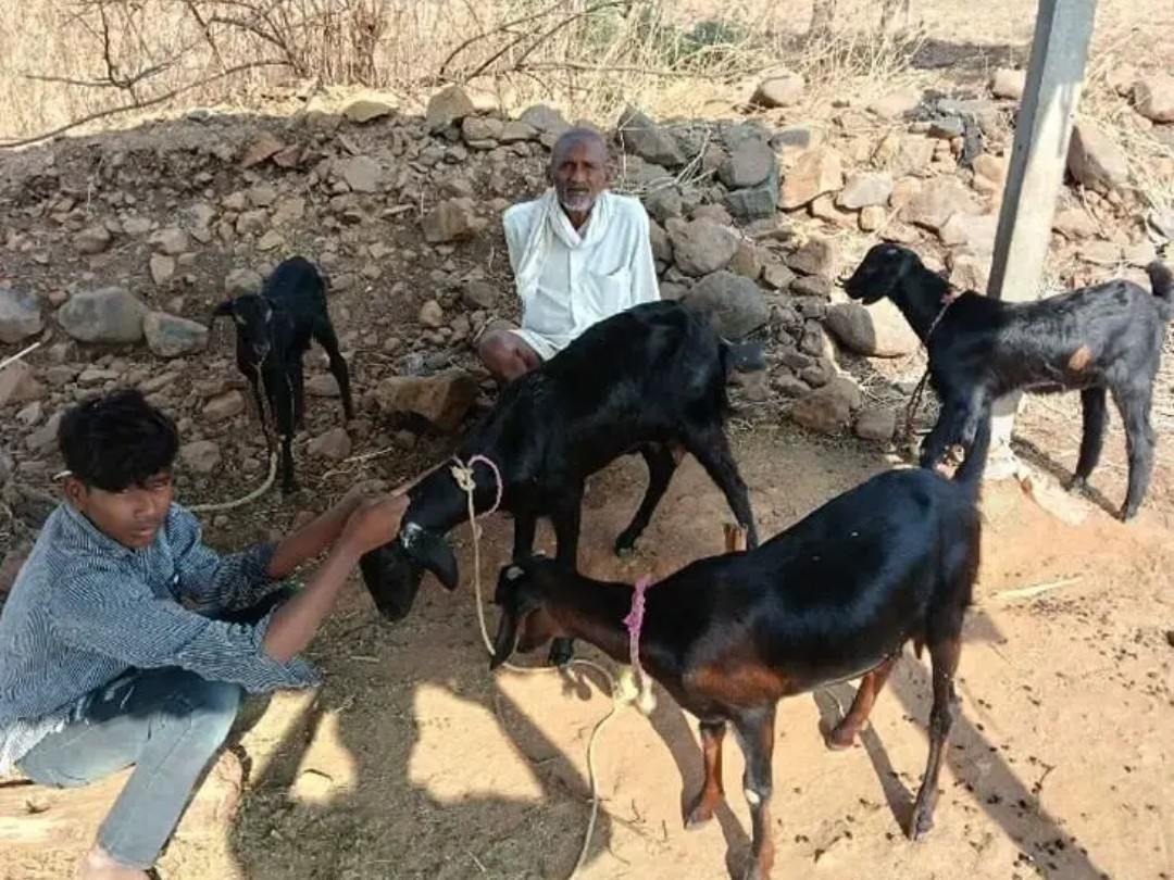 మేకల మందపై వీధి కుక్కల దాడి