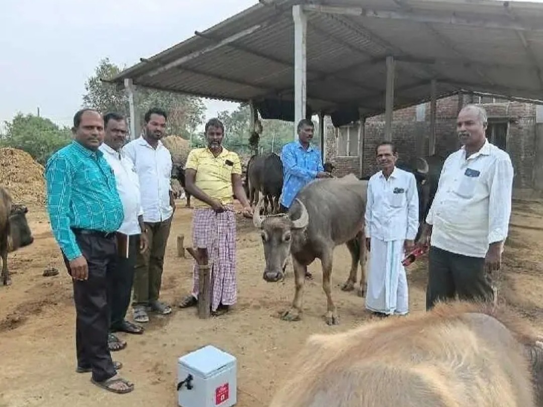 పాడి రైతులకు హెచ్చరిక.. టీకాలు తప్పనిసరి