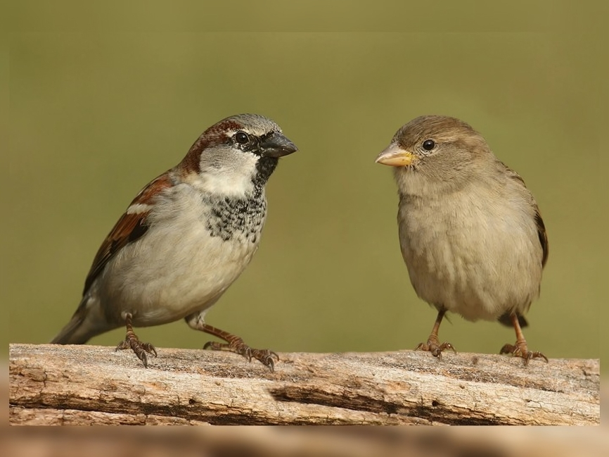 ఆ కిలకిల రావాలను కాపాడుకుందాం