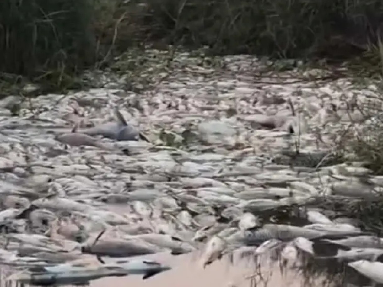 మంజీరా నదిలో వేలాది చేపల మృత్యువాత