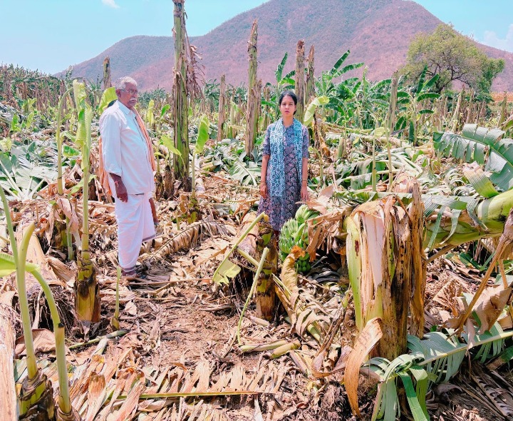 కొమరోలు మండలంలో అరటి పంట నష్టం అంచనా