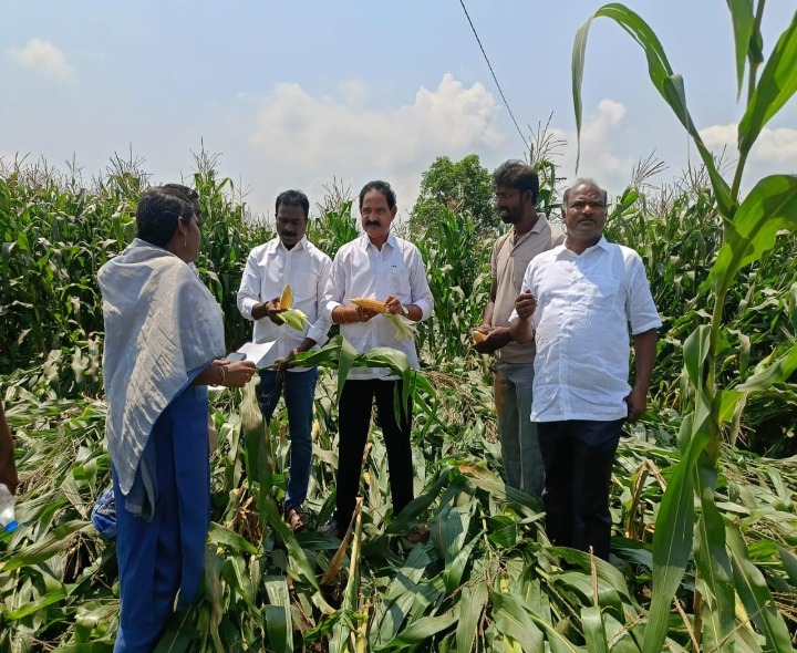 కొటికలపూడిలో దెబ్బతిన్న పంటల పరిశీలన