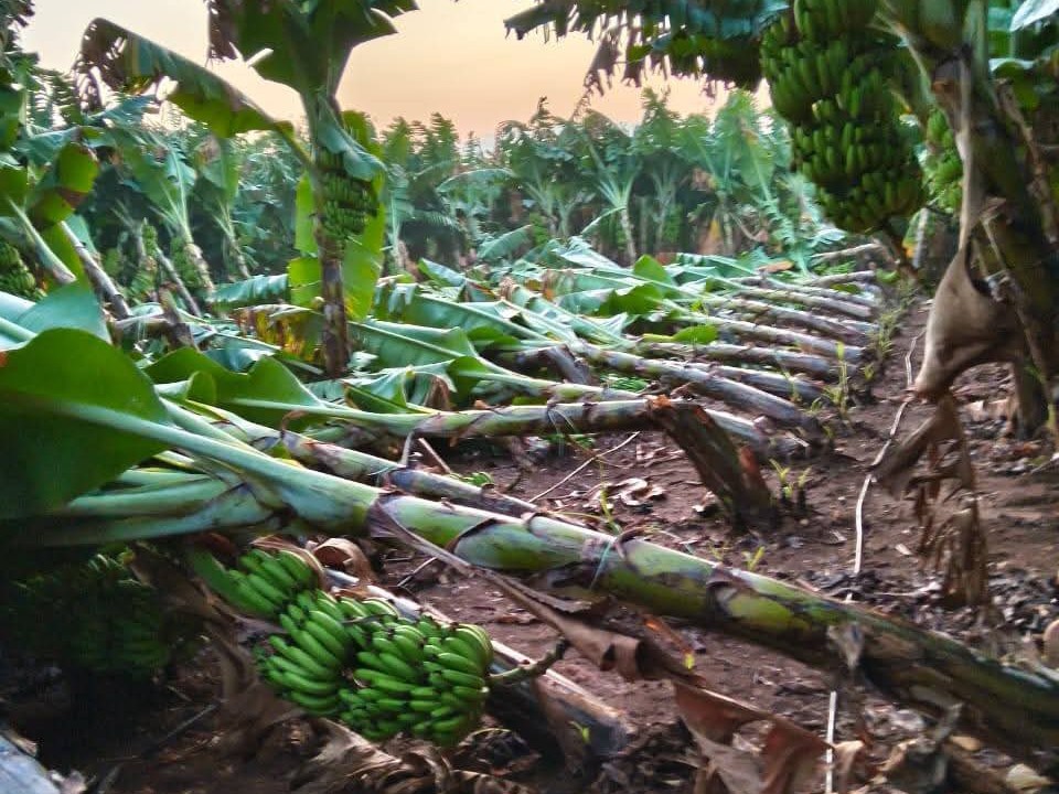 అకాల వర్షాలతో రూ.5కోట్ల పంట నష్టం