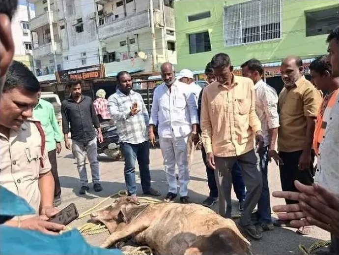 ఆవును కాపాడిన మున్సిపల్ సిబ్బంది
