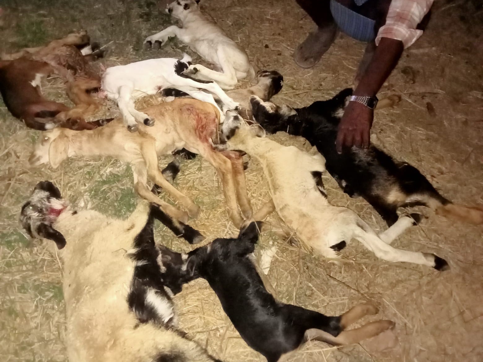 కుక్కల దాడిలో గొర్రె పిల్లల మృతి