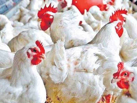 జిల్లాలో కొండెక్కిన  కోడి ధరలు..!