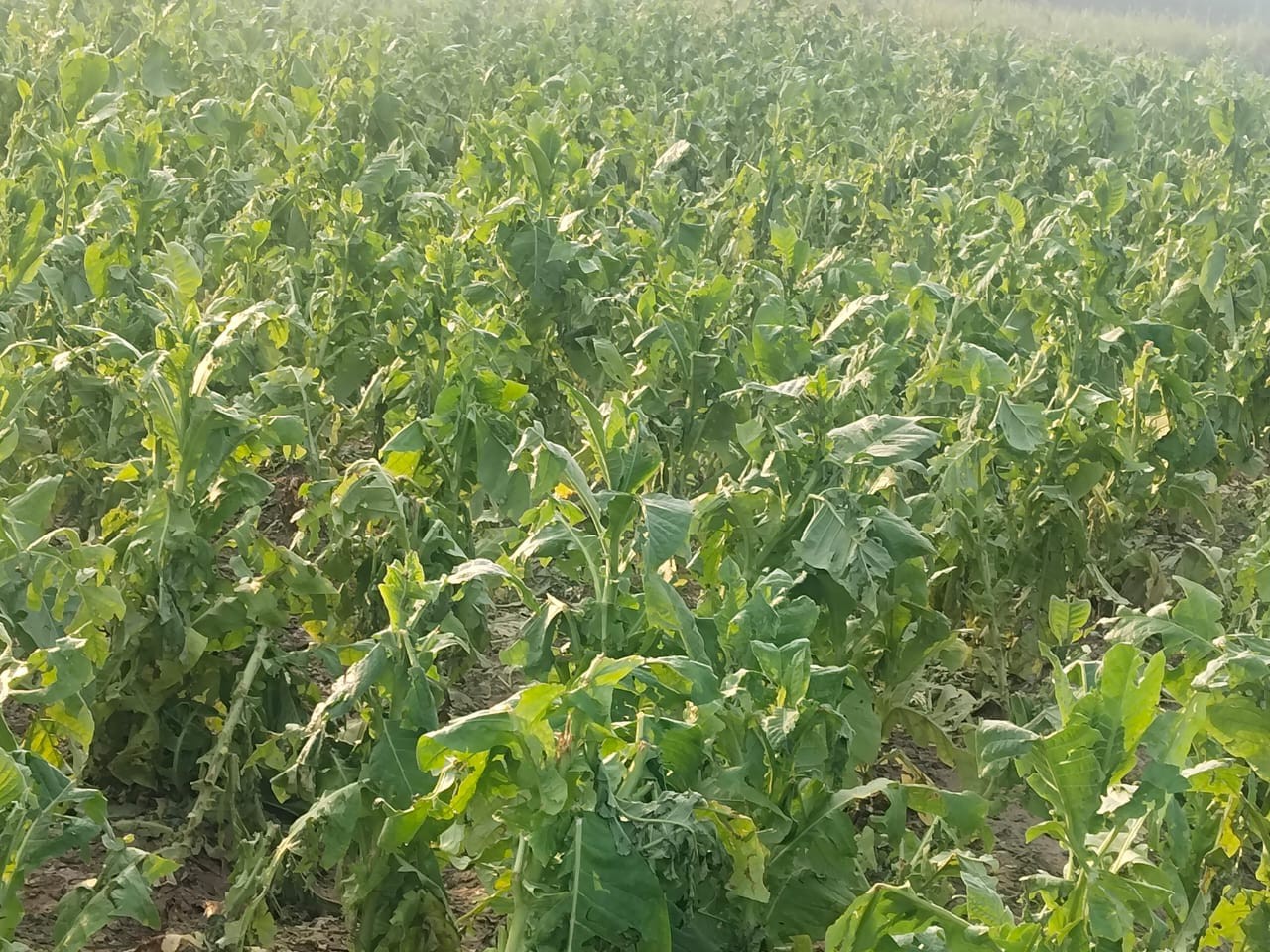 పొగాకు రైతుకు నష్టం మిగిల్చిన వడగండ్ల వర్షం