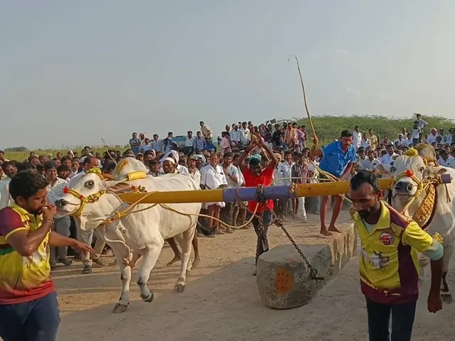 చెన్నూరు గిత్తలదే ప్రథమ స్థానం