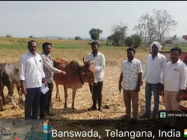 పులిగుండు తండాలో గాలికుంటు టీకాలు