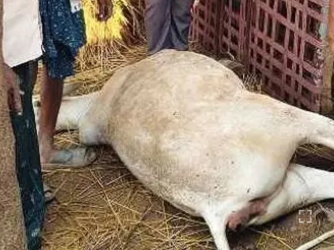 పిడుగు పడి పాడి ఆవు మృతి