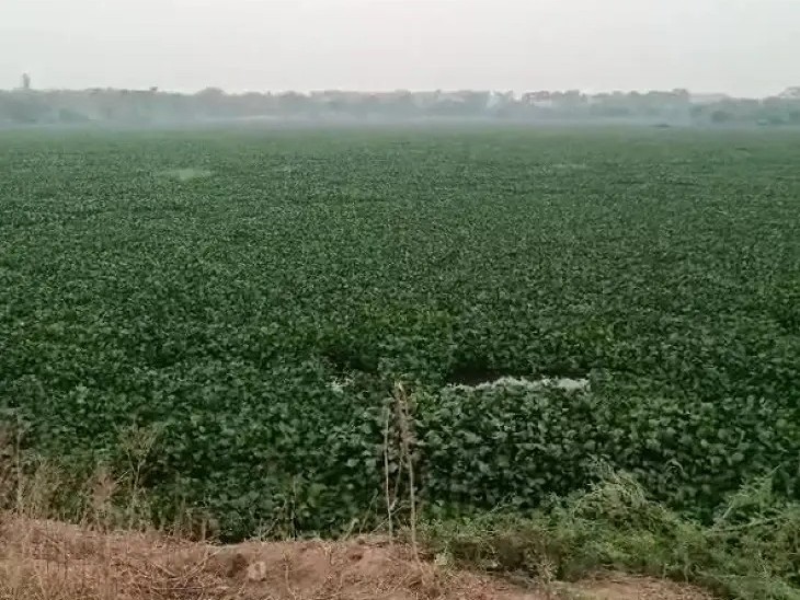 చెరువులో పేరుకుపోయిన గుర్రపు డెక్క