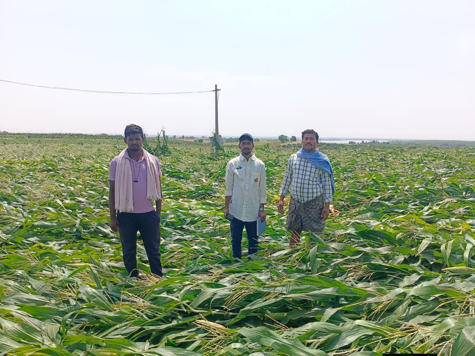 అకాల వర్షాలతో దెబ్బతిన్న పంటల పరిశీలన