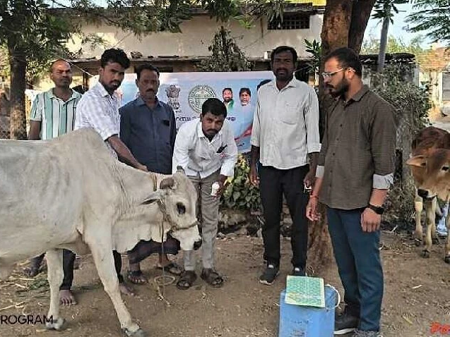 పశువుల కోసం గాలికుంటు టీకా కార్యక్రమం