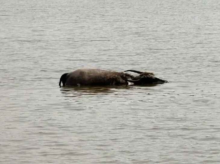 చెరువులో మొసళ్ల సంచారం.. గేదెలు మృతి