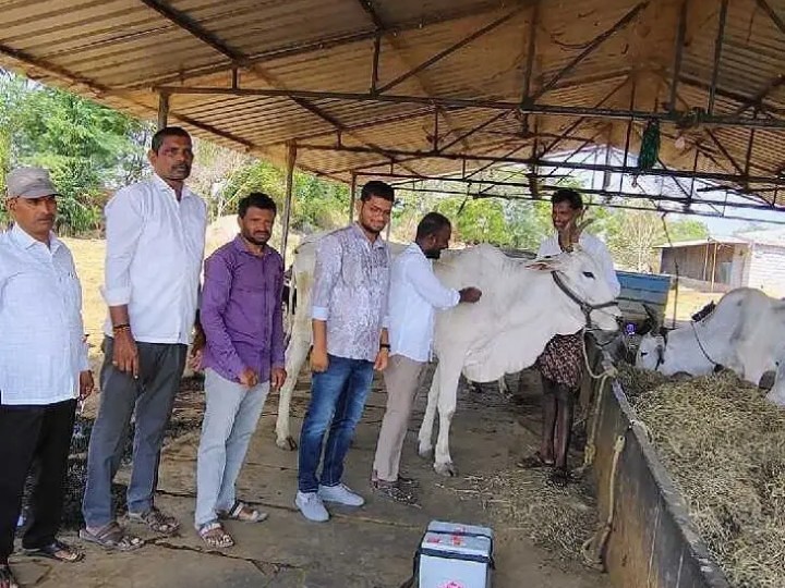 పశువులకు గాలికుంటు నివారణ టీకాలు