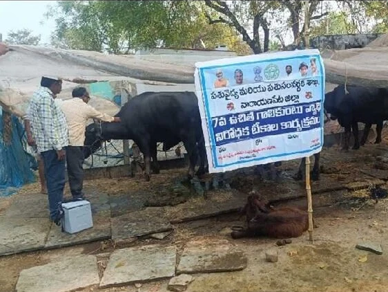 పశువుల రక్షణకు ఉచిత గాలికుంటు టీకా శిబిరం