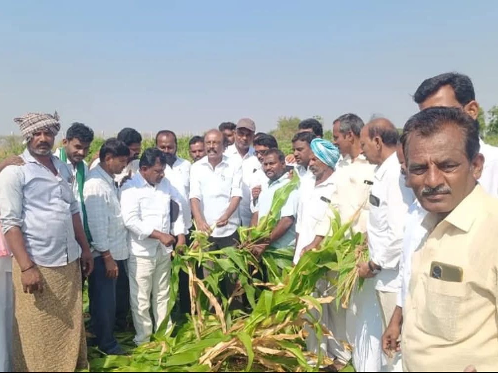 దెబ్బతిన్న పంటలను పరిశీలించిన విశ్వేశ్వర్ రెడ్డి
