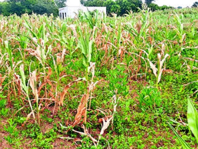సాగు నీళ్ల కొరతతో ఎండుతున్న పంటలు