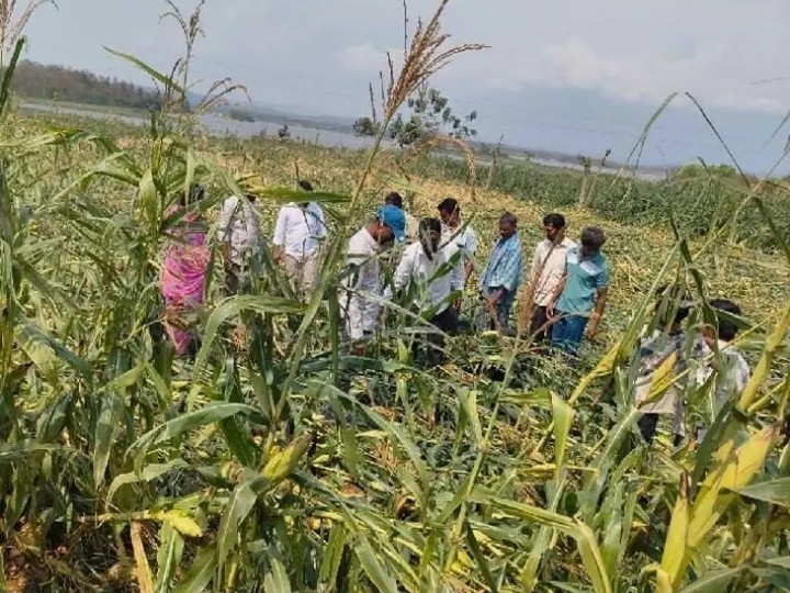 అకాల వర్షం… రైతుల పంటలు నష్టం