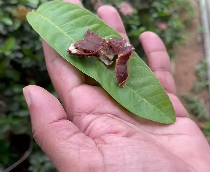 చిన్నప్పుడు మీరూ ఇలా చేశారా..?