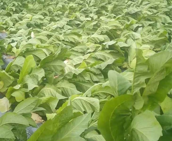 అకాల వర్షాలకు పొగాకు రైతులకు నష్టం