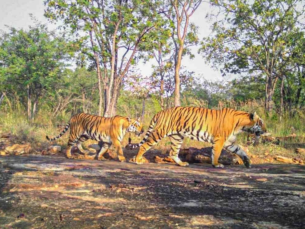 టైగర్ రిజర్వ్‌లోపెరుగుతున్న పులుల సంఖ్య
