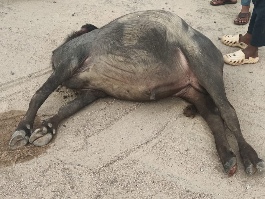 భరత్‌మాల హైవేపై దేవరపోతును ఢీకొన్న వాహనం