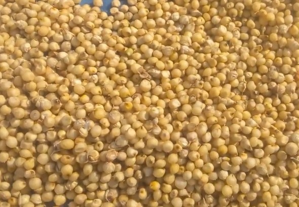 మద్నూర్ మార్కెట్లో జొన్నల ధర.. క్వింటాకు రూ.6,000