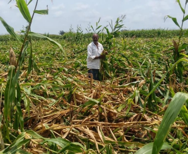 అకాల వర్షానికి అన్నదాత అవస్థలు
