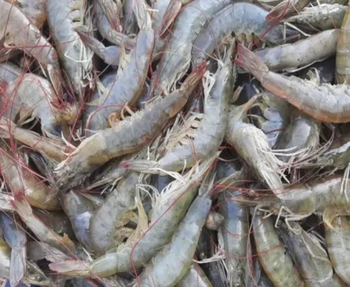 రొయ్య రైతులకు యుద్ధ సెగ.. భారీగా తగ్గిన ధరలు