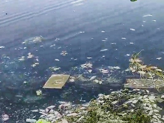 రాజనగరం చెరువులో భారీగా చేపల మృతి