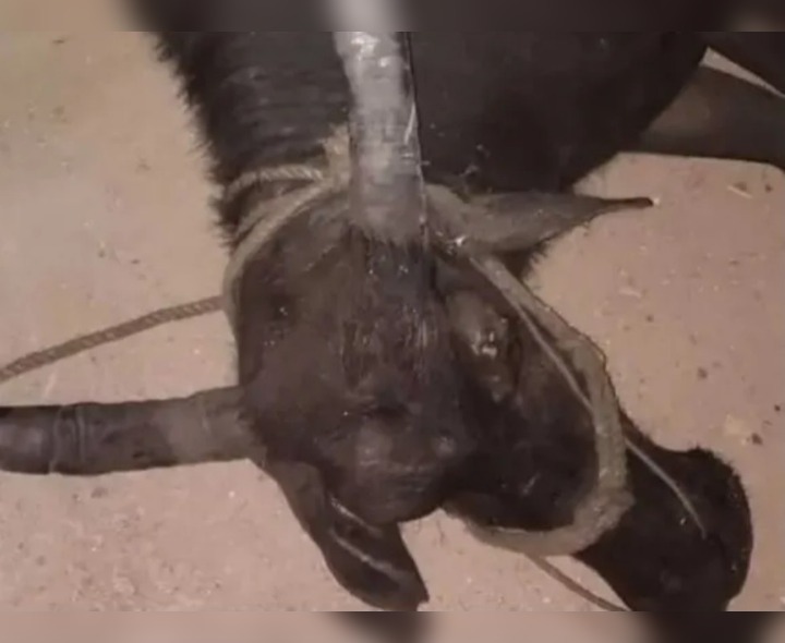 కారు, బైక్ ఢీకొని గేదె మృతి