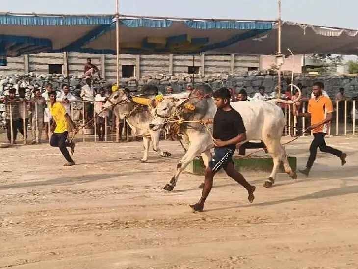 ఉత్సాహంగా ‘ఎద్దుల బండలాగు’ పోటీలు