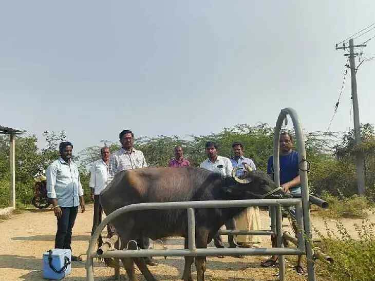 ‘287 పశువులకు గాలికుంటు టీకాలు’