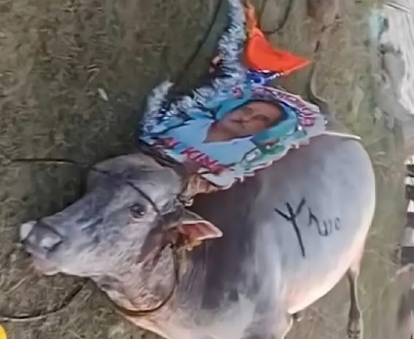 జల్లికట్టు ఉత్సవాల్లో విషాదం