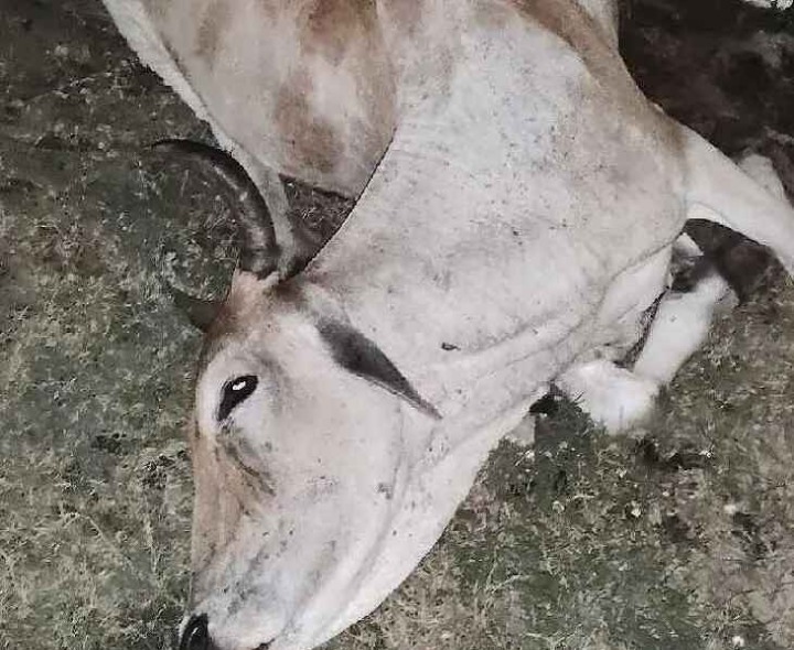 విద్యుత్ షాక్‌తో ఆవు మృతి