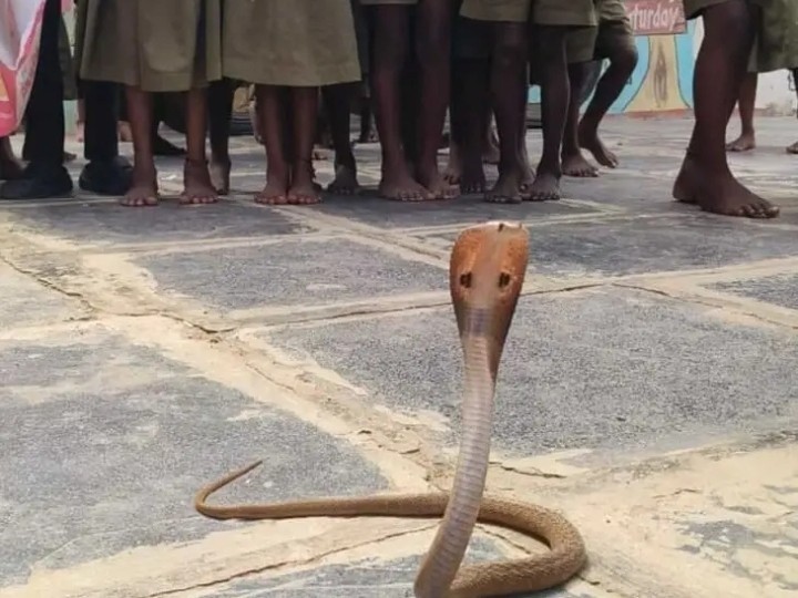 స్కూల్లో నాగుపాము కలకలం