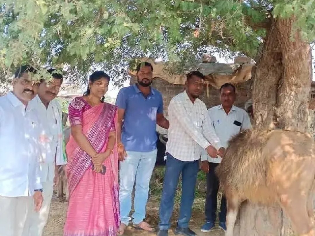 పశువులకు ఉచితంగా గాలికుంటు నివారణ టీకాల