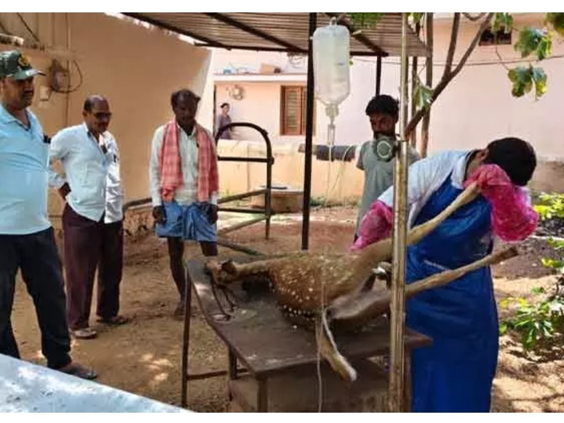 వీధికుక్కల దాడిలో దుప్పి మృతి