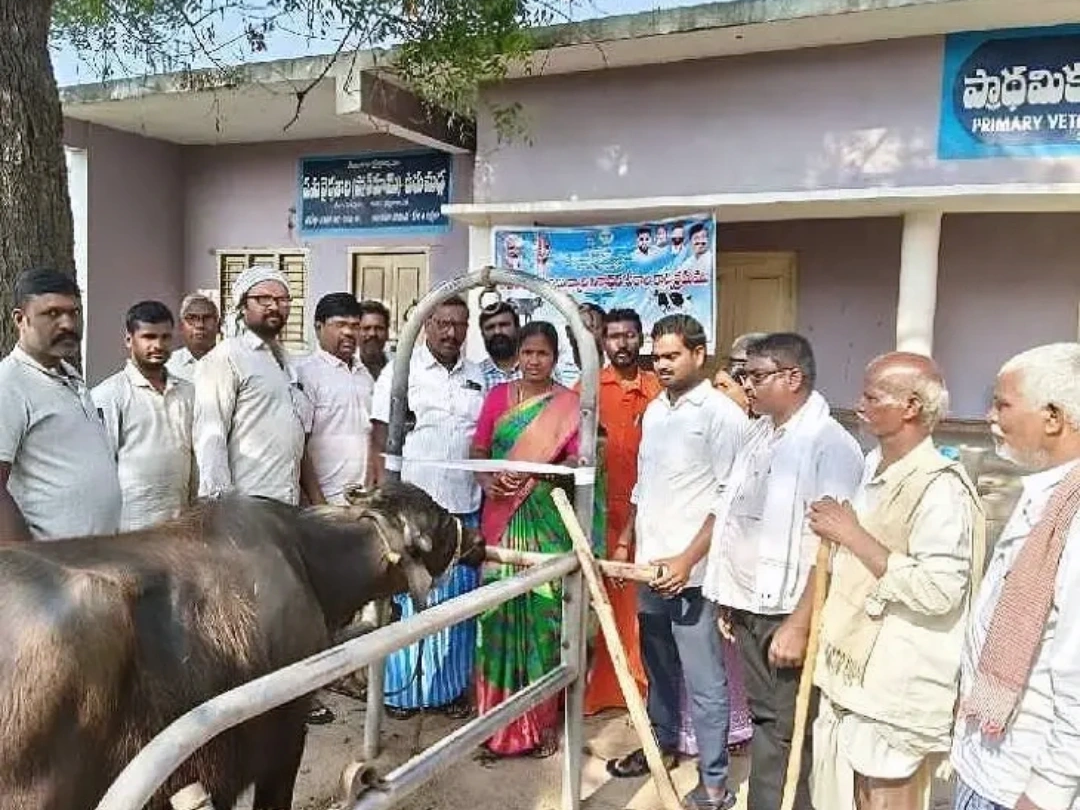 102 పశువులకు గాలికుంటు టీకాలు